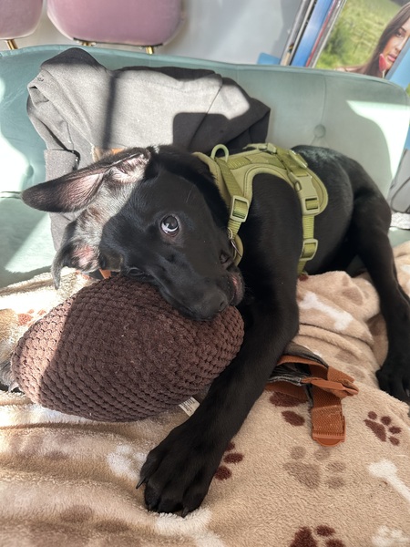 Entry image for Clover. Clicking this image will show a larger photo