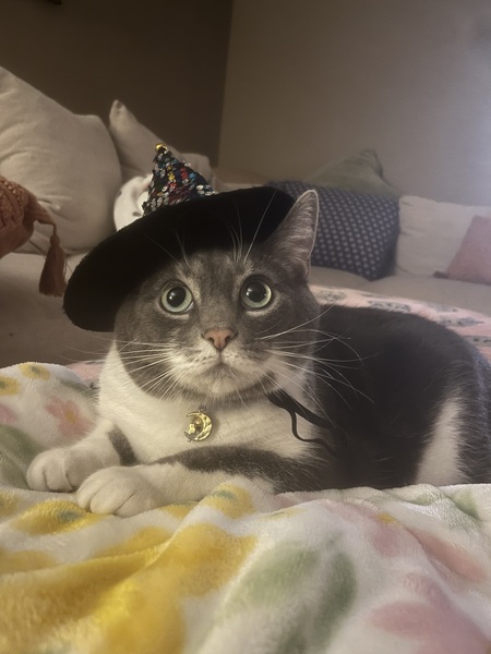 Entry image for Luna. Clicking this image will show a larger photo