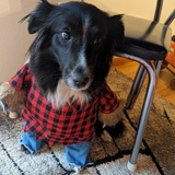 Entry image for Aspen 