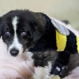 Entry image for Bandit 