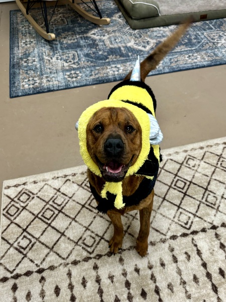 Entry image for Bee. Clicking this image will show a larger photo