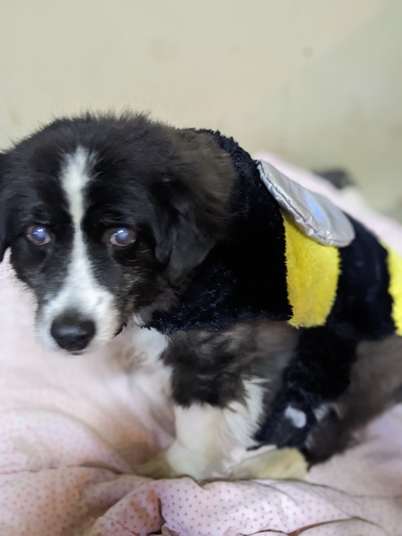 Entry image for Bandit . Clicking this image will show a larger photo