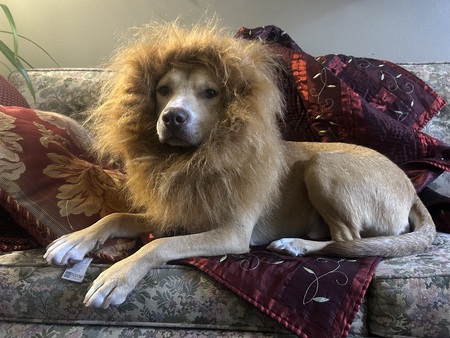 Entry image for Rye Whiskey. Clicking this image will show a larger photo