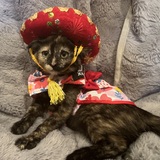 Entry image for Molly