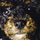 Entry image for Jizzy