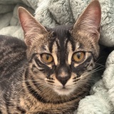 Entry image for Sissy 