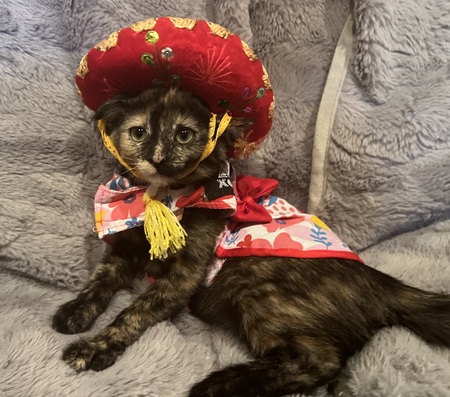 Entry image for Molly. Clicking this image will show a larger photo