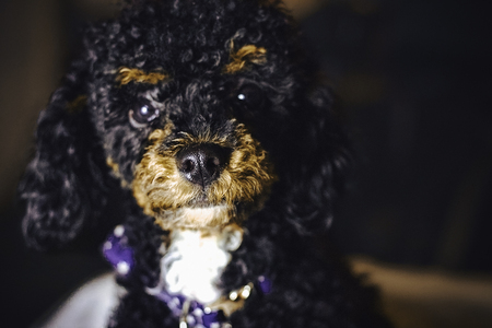 Entry image for Jizzy. Clicking this image will show a larger photo