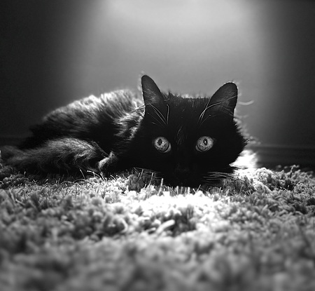 Entry image for Chyna. Clicking this image will show a larger photo