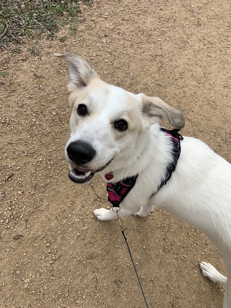 Entry image for Luna. Clicking this image will show a larger photo