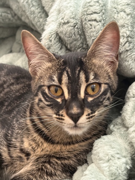 Entry image for Sissy . Clicking this image will show a larger photo