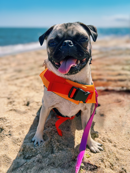 Entry image for Lila. Clicking this image will show a larger photo