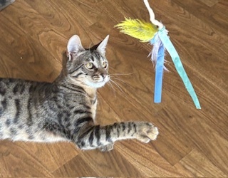 Entry image for Tigger. Clicking this image will show a larger photo