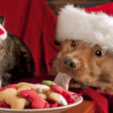 Entry image for Sugar Bear and  Candy Cane 