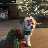 Entry image for Phoebe 