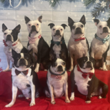 Entry image for Wesley, Phoebe, Bentley, Lexi, Lily, Lucy, Baylee & Birdie