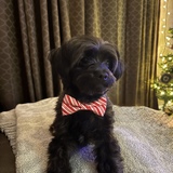 Entry image for Spike 