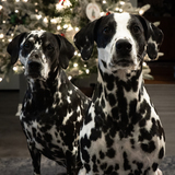 Entry image for Abby & Lilly