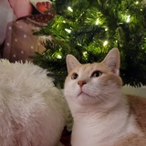 Entry image for Nala