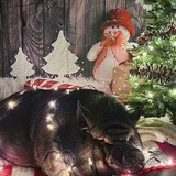 Entry image for Trigger