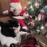 Entry image for Fluffy 