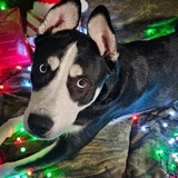 Entry image for Pepper