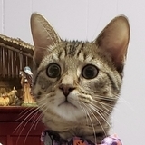 Entry image for Special Agent Dale Cooper