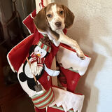 Entry image for Ruger 