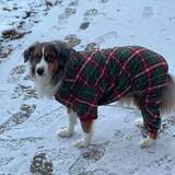 Entry image for Odie