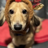 Entry image for Molasses