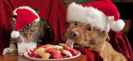 Entry image for Sugar Bear and  Candy Cane . Clicking this image will show a larger photo