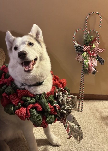 Entry image for Binks. Clicking this image will show a larger photo