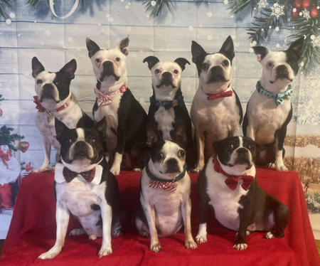 Entry image for Wesley, Phoebe, Bentley, Lexi, Lily, Lucy, Baylee & Birdie. Clicking this image will show a larger photo