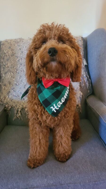 Entry image for Haema. Clicking this image will show a larger photo