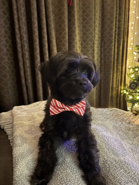 Entry image for Spike . Clicking this image will show a larger photo