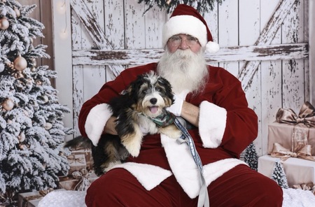 Entry image for Ripley. Clicking this image will show a larger photo