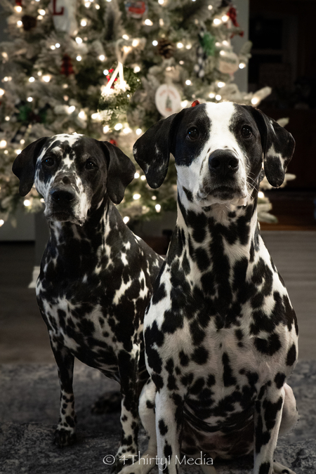 Entry image for Abby & Lilly. Clicking this image will show a larger photo