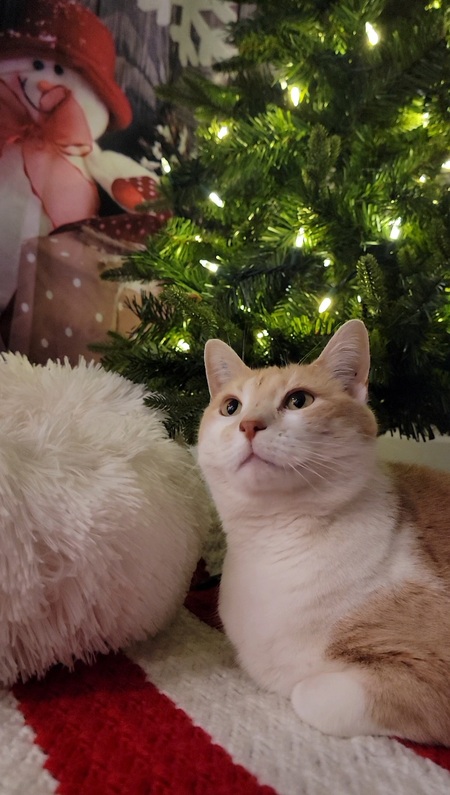 Entry image for Nala. Clicking this image will show a larger photo