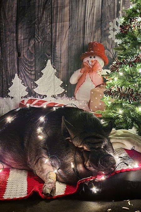 Entry image for Trigger. Clicking this image will show a larger photo