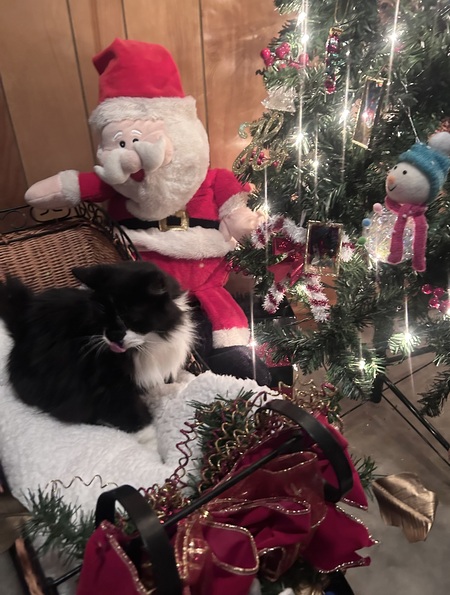 Entry image for Fluffy . Clicking this image will show a larger photo