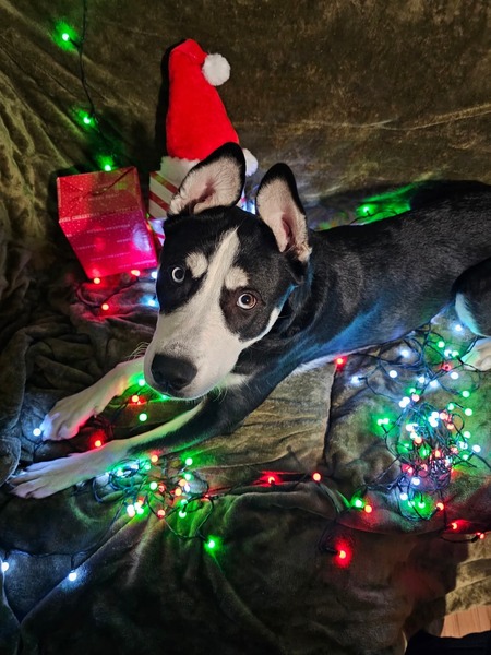 Entry image for Pepper. Clicking this image will show a larger photo