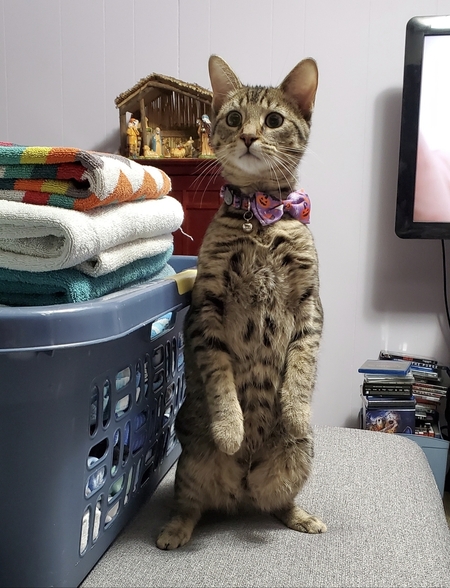 Entry image for Special Agent Dale Cooper. Clicking this image will show a larger photo