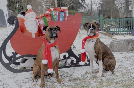 Entry image for Rory & Maverick. Clicking this image will show a larger photo