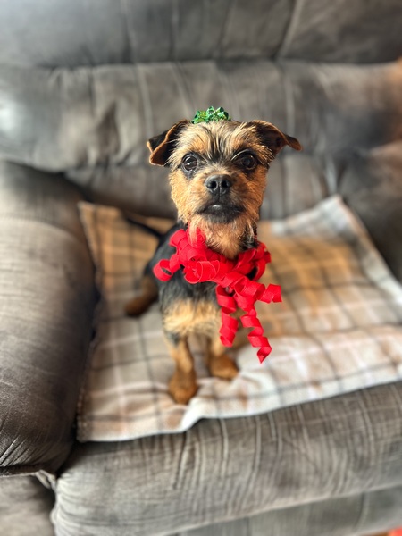 Entry image for Cooper. Clicking this image will show a larger photo