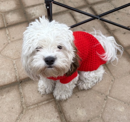 Entry image for Blossom. Clicking this image will show a larger photo