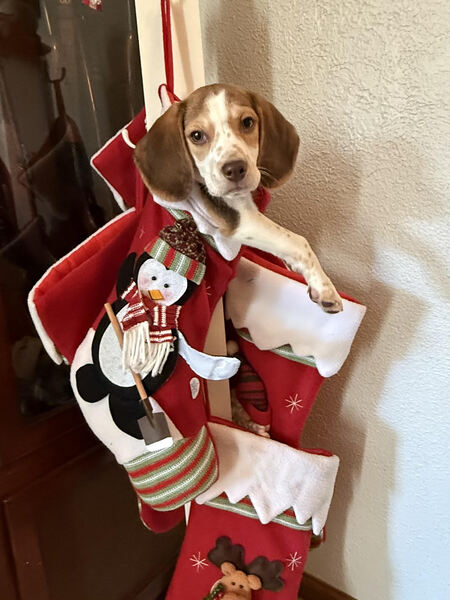 Entry image for Ruger . Clicking this image will show a larger photo