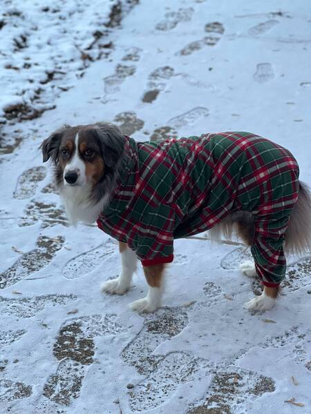 Entry image for Odie. Clicking this image will show a larger photo