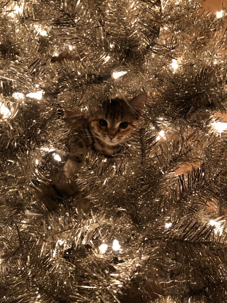 Entry image for Autumn. Clicking this image will show a larger photo