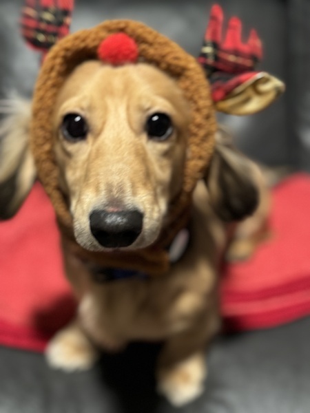 Entry image for Molasses. Clicking this image will show a larger photo