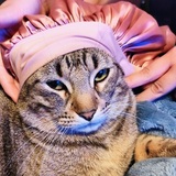 Entry image for Meow Meow
